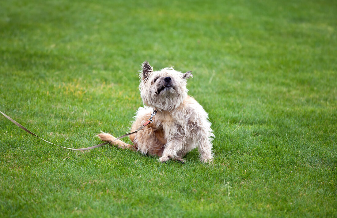 dog with leash in the grass