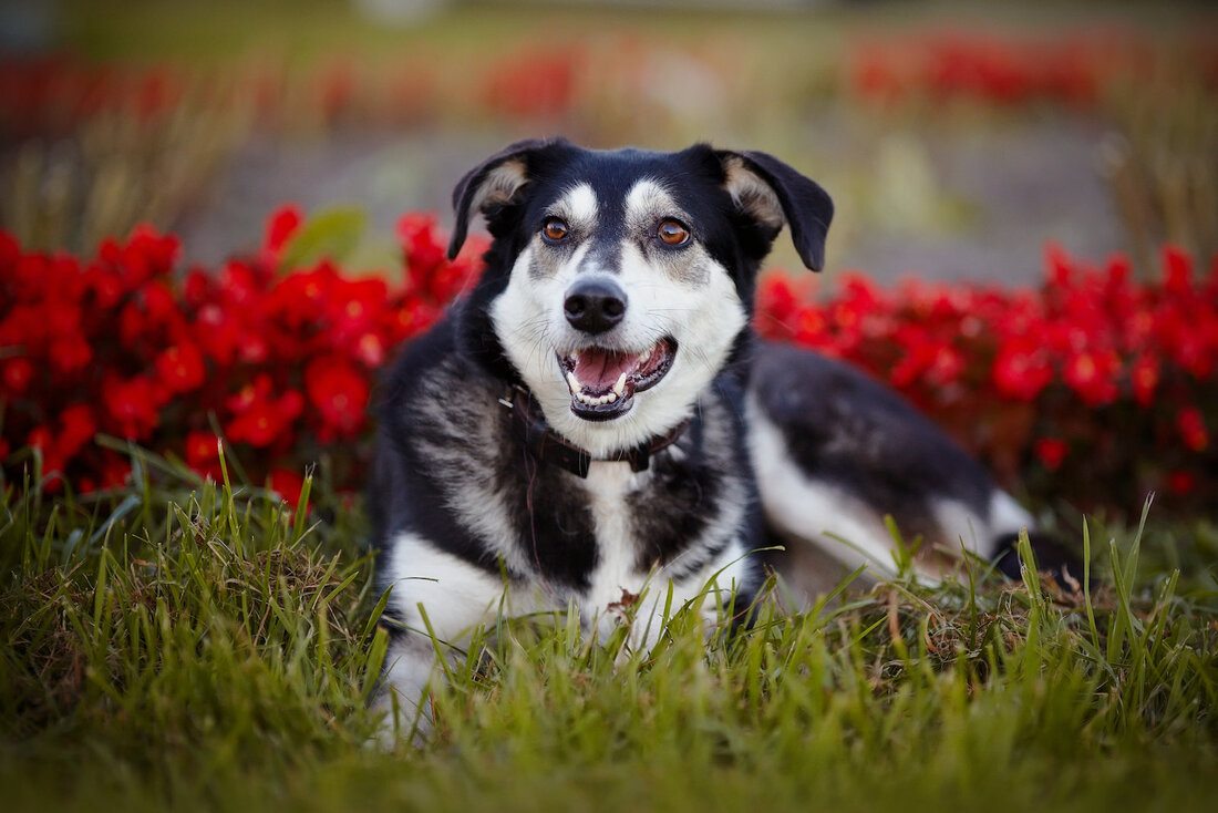 dog beside the flowers
