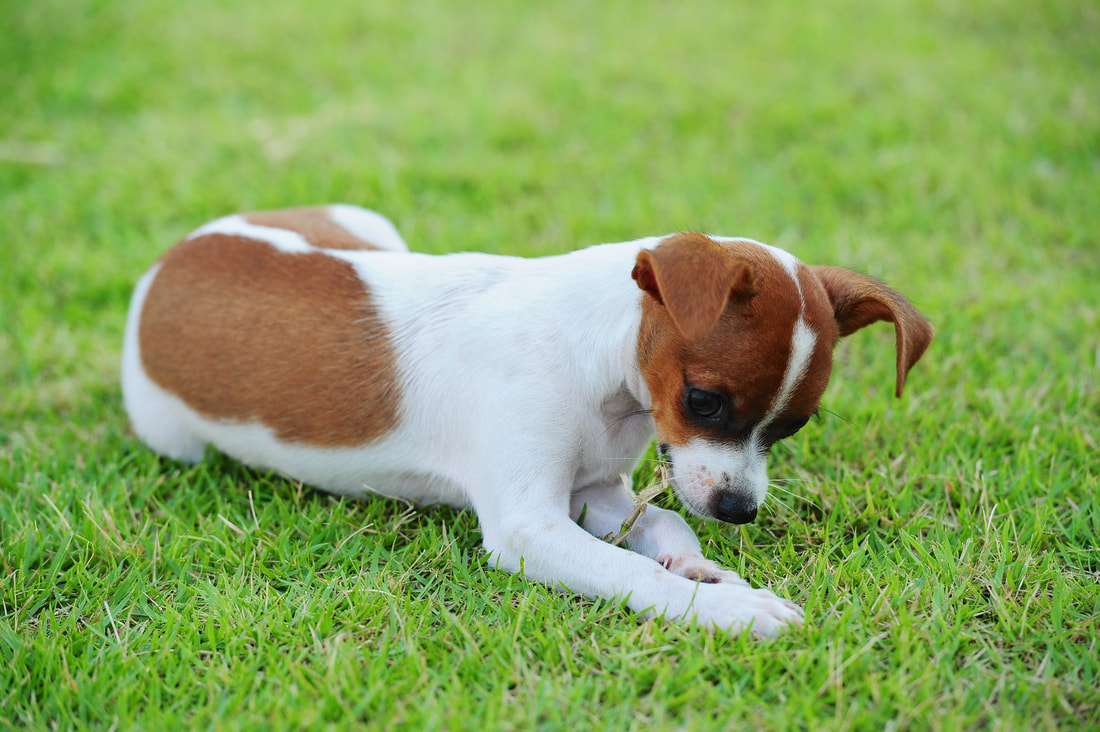 puppy laying in the grass